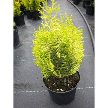 ХАМЕЦИПАРИС