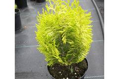 ХАМЕЦИПАРИС