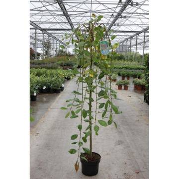 САЛИКС КАПРЕА