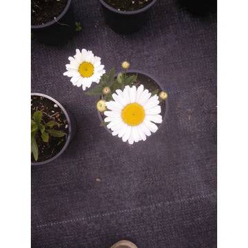 Leucanthemum Маргарита бяла