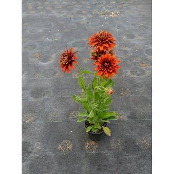 цвете рудбекия