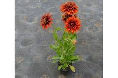 цвете рудбекия