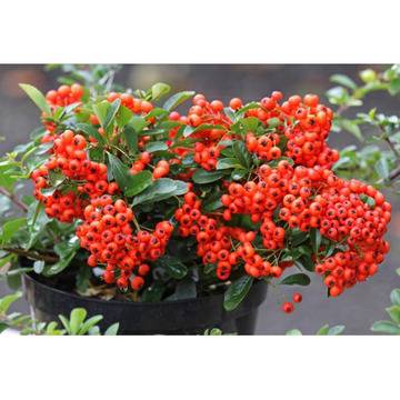 пираканта оранж