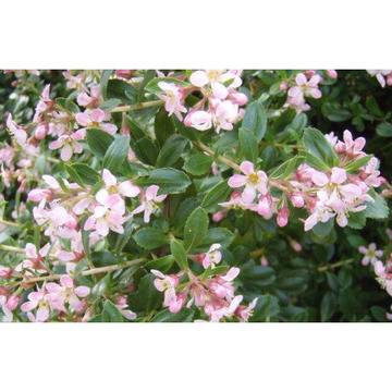 ескалония храст цветове