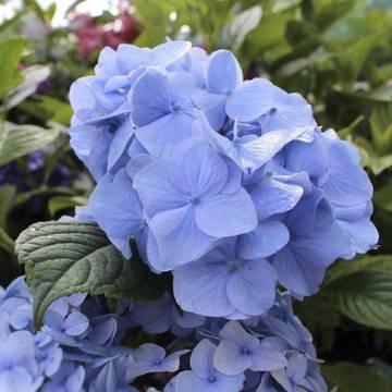 Hydrangea macr. Nikko Blue Хидрангея