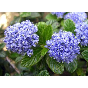 КАТ.№ 100058 Ceanothus thyrsiflorus repens