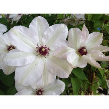 клематис мис батеман бял увивен цъфтящ катерач