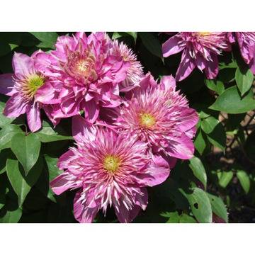 КАТ.№ 200077 Clematis Kaiser, co 2 l КЛЕМАТИС КАЙЗЕР