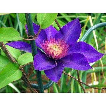 КАТ.№ 101232 Clematis Multi Blue КЛЕМАТИС