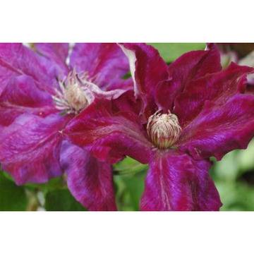 КАТ.№ 101259 Clematis Julka КЛЕМАТИС