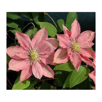 КАТ.№ 101275 Clematis Little Mermaid КЛЕМАТИС МАЛКАТА РУСАЛКА