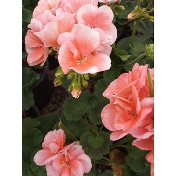 Pelargonium Моловка