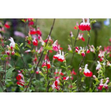 Salvia x jamensis ‘Hot Lips’ Салвия