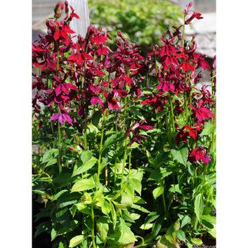 Lobelia speciosa Fan Burgundy Лобелия