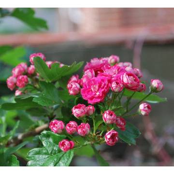 Каталожен номер №109129 Crataegus laevigata Pauls Scarlet Глог Мидланд