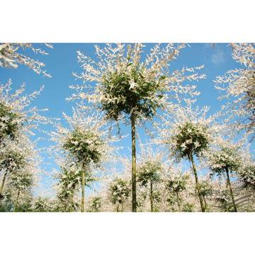 саликс интегра