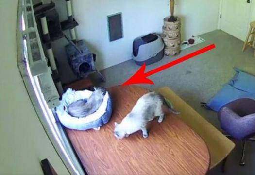 Мъж постави скрита камера и разбра какви ги върши котаракът му ВИДЕО