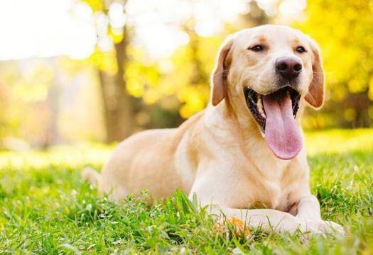 Специално обучени кучета откриват болни от коронавирус