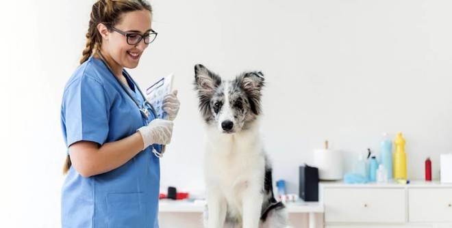 У нас вече има онлайн платформа за ветеринарни грижи