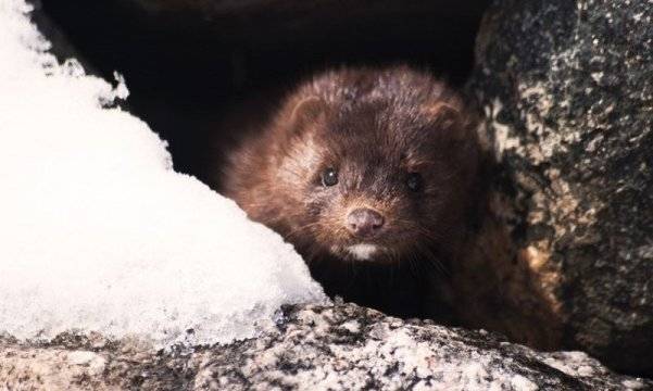 Избиват 100 000 норки заради коронавируса