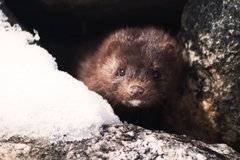 Избиват 100 000 норки заради коронавируса