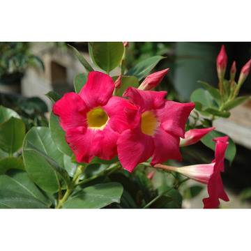 Mandevilla Red Riding Hood Dipladenia Мандевила Дипладения