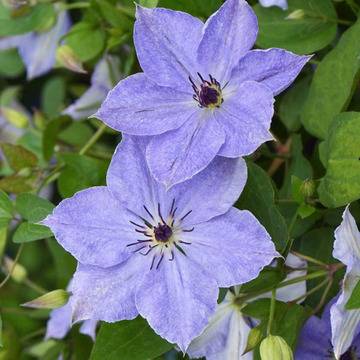 Clematis Skyfall Клематис