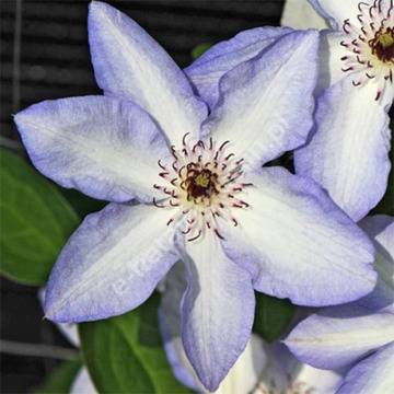 Клематис със сини цветове за градината .Декоративни растения