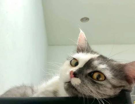 Запознайте се с Химера – котката с уникално двуцветно лице