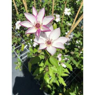 Clematis Omoshiro Клематис