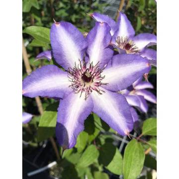 Clematis Misayo Клематис