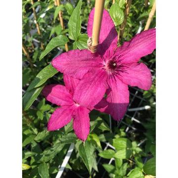 Clematis Kardynal Wyszynski Клематис