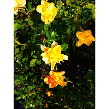 жълта мини роза