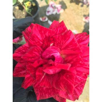 Rosa red – Цветя и градина – всичко за цветята и градината