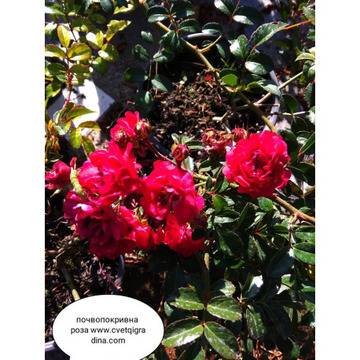 Rosa mini почвопокривна роза