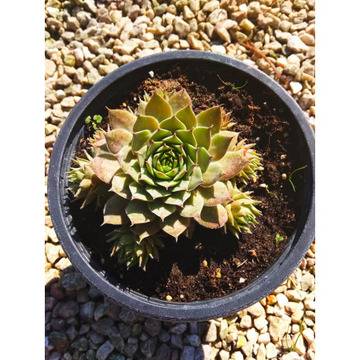 Седум ,суколенти