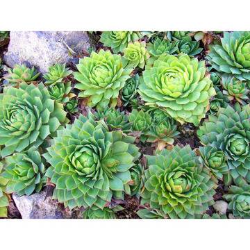 Sempervivum Tectorum цветя за градината суколентни видове.