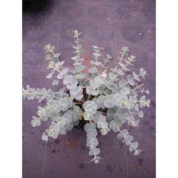 Sedum sieboldii Седум Сиеболдии