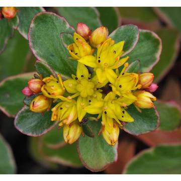 Sedum kamstchaticum Variegatum Седум