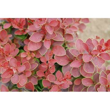 КАТ.№ 200006 Berberis thub. „Golden Ring’ Берберис Златен Пръстен