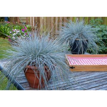 КАТ.№ 100509 Festuca glauca ‘Elijan Blue’