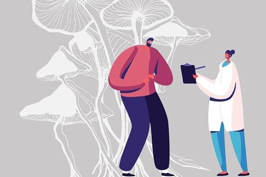 Всичко за гъби шийтаке на едно място