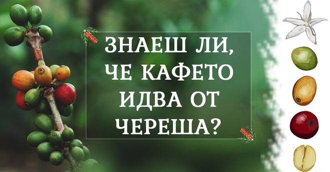 Кафените зърна произлизат от череша