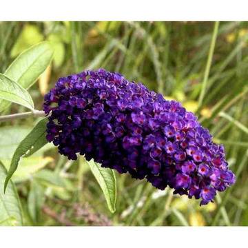 Buddleja ‘Black Knight’ будлея