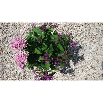 РАЗПРОДАЖБА Pentas Пентас