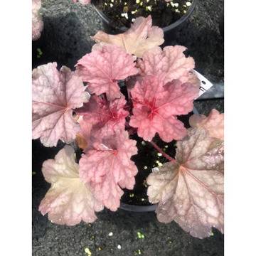 Heuhera world caffe sakerato Хойхера