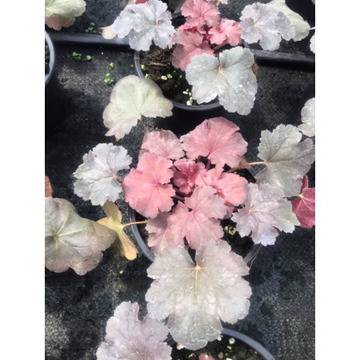 Хойхера цветя за градината