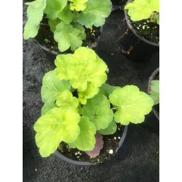 Хойхери с неонови листа