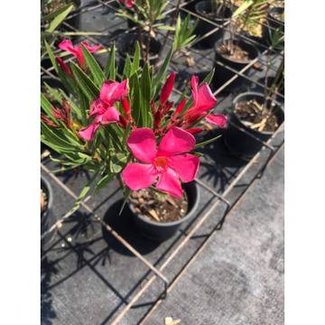 Nerium Зокум розов – Цветя и градина – всичко за цветята и градината