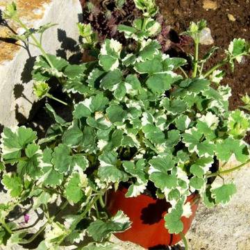 Glechoma глехома варигата